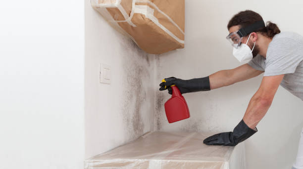Professional Mold Remediation technician working in Roanoke, IL
