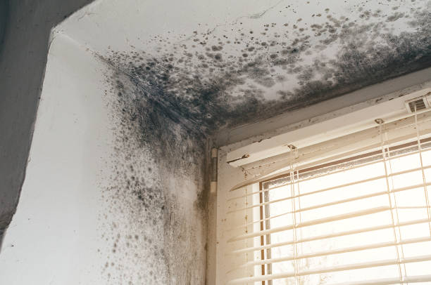Affordable Mold Remediation solutions in Roanoke, IL